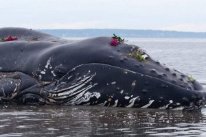 W chile, 337 savals rzucono na brzeg